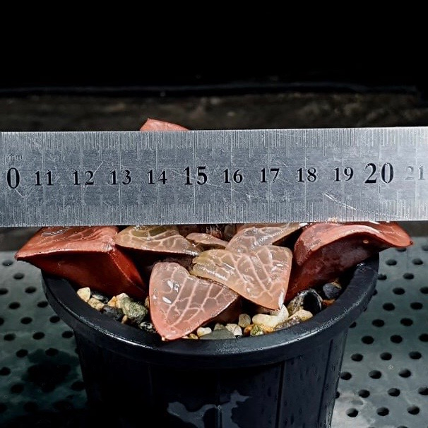 Haworthia Comptoniana cv Crystal