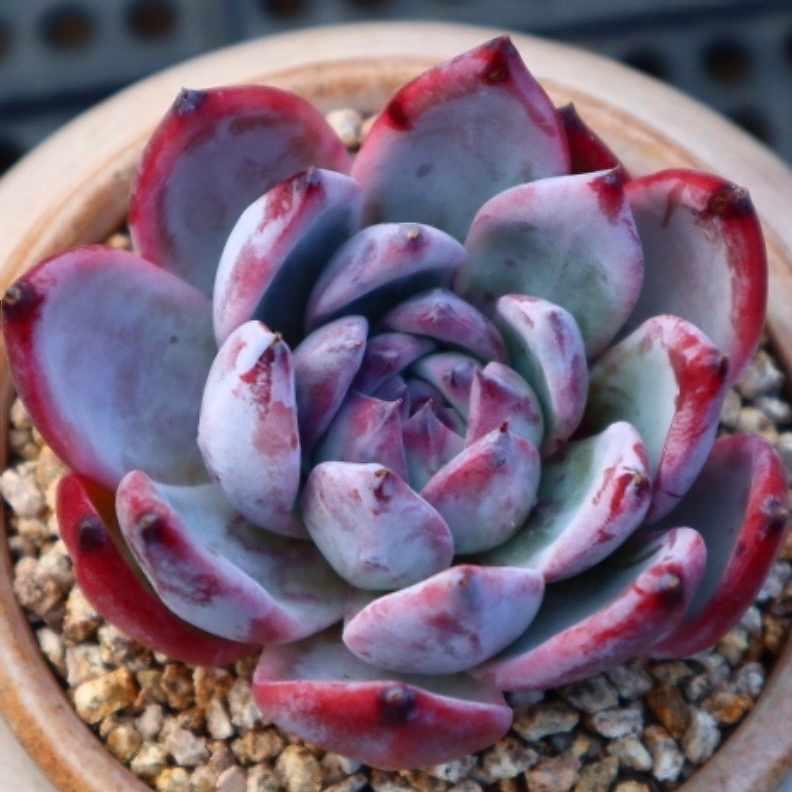Echeveria White Robin