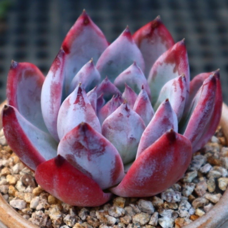 Echeveria White Robin