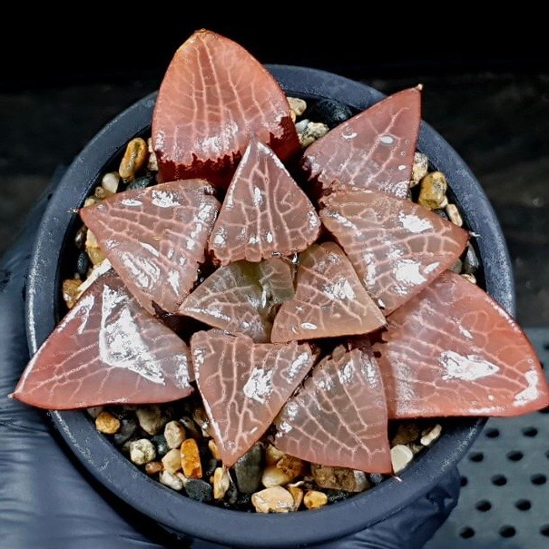 Haworthia Comptoniana cv Crystal