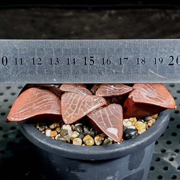 Haworthia Comptoniana cv Crystal