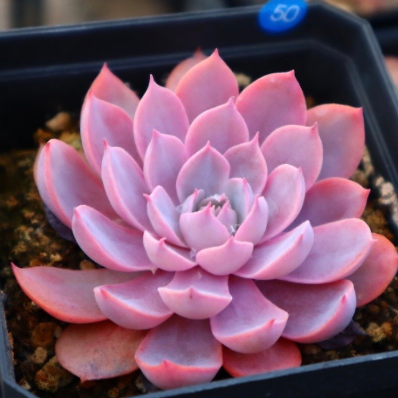 Echeveria Pinky Hybrid