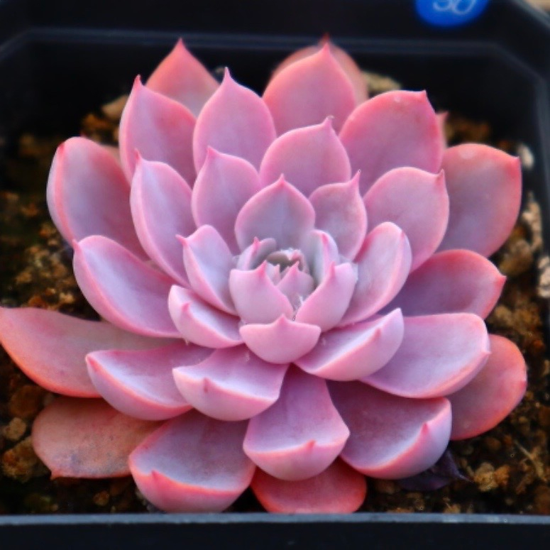 Echeveria Pinky Hybrid