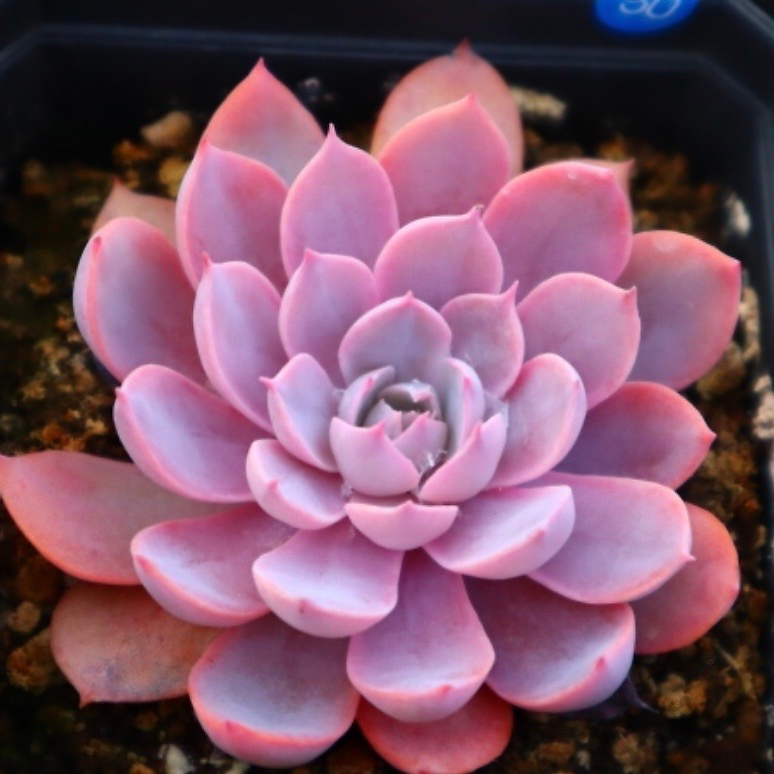 Echeveria Pinky Hybrid