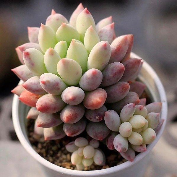 Echeveria Crown Ball