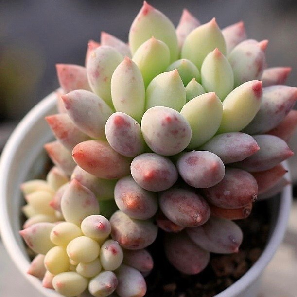 Echeveria Crown Ball