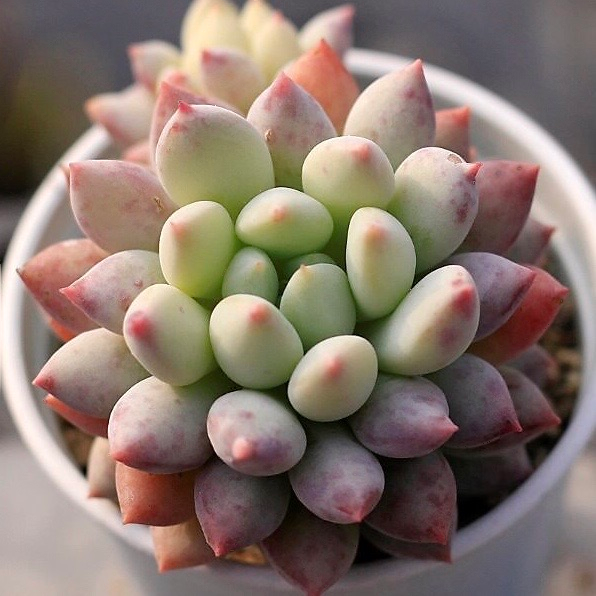 Echeveria Crown Ball