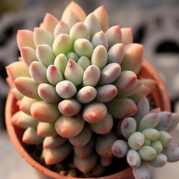 Echeveria Crown Ball