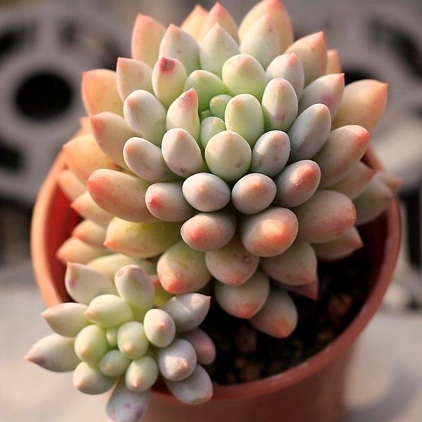 Echeveria Crown Ball