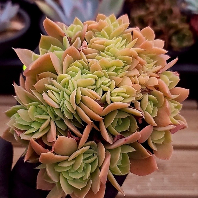 Echeveria Pastel, Cristata