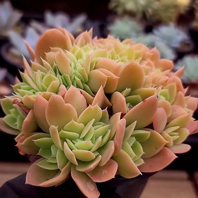 Echeveria Pastel, Cristata