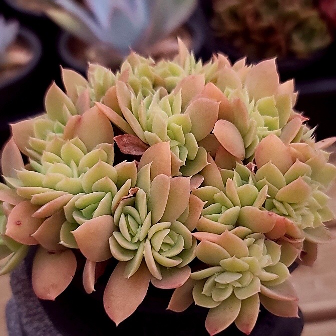 Echeveria Pastel, Cristata