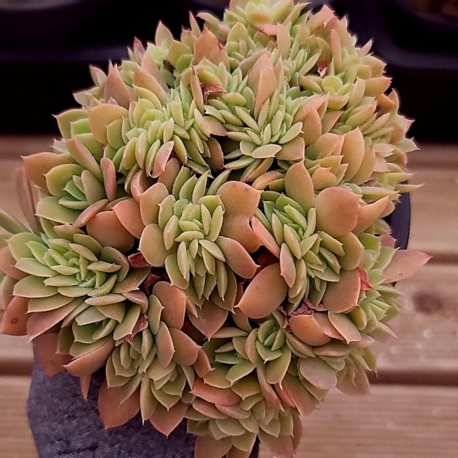 Echeveria Pastel, Cristata