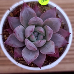 Echeveria Black Sabbath