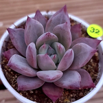 Echeveria Black Sabbath