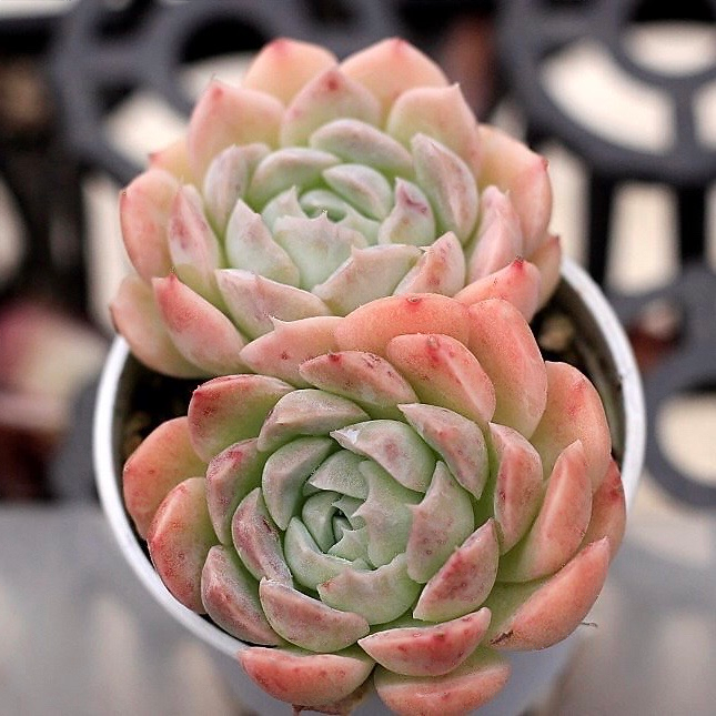 Echeveria Sp.