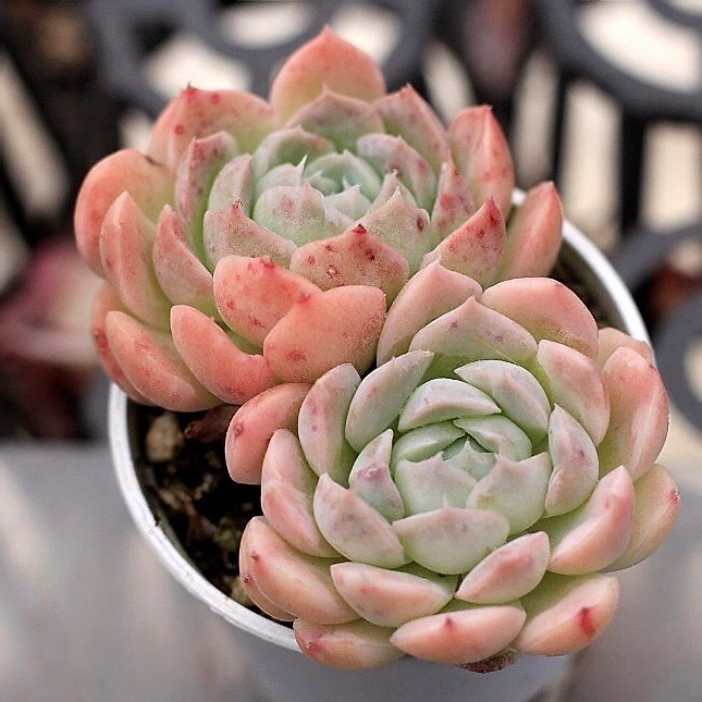 Echeveria Sp.