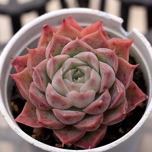 Echeveria Spicy Lara