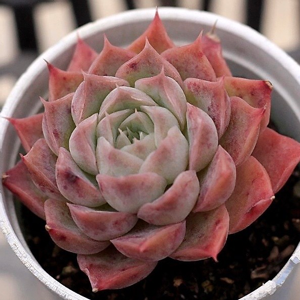 Echeveria Spicy Lara