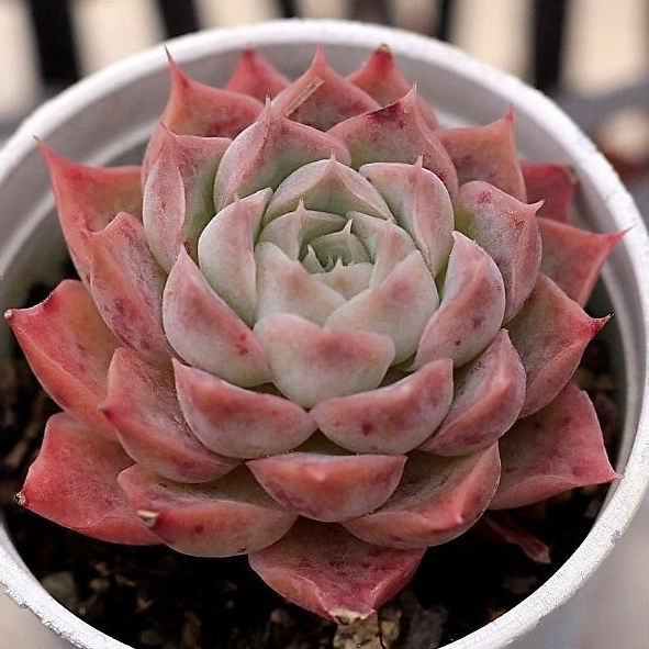 Echeveria Spicy Lara