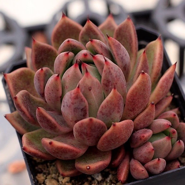 Echeveria Golden Bear