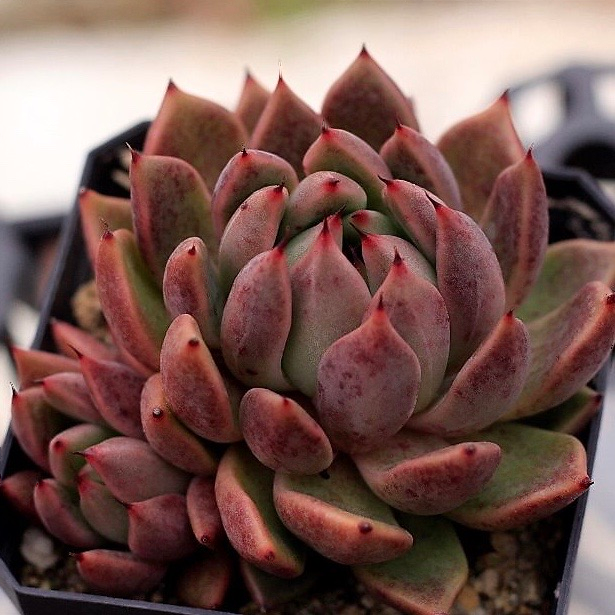 Echeveria Golden Bear