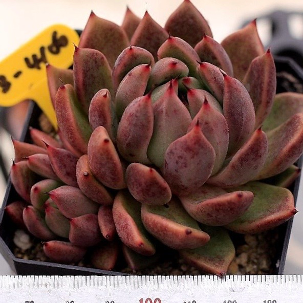 Echeveria Golden Bear