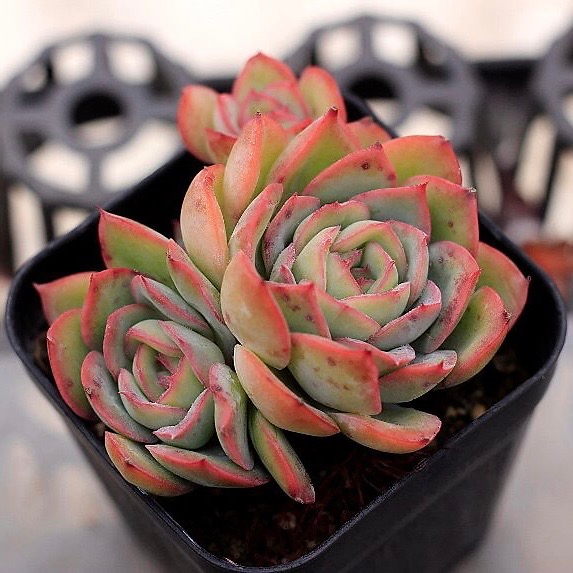Echeveria Morning Dew