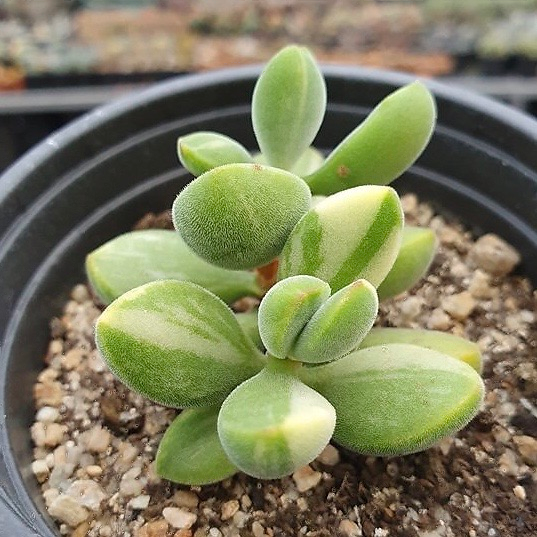 rogersii succulent Crassula Rogersii, Variegata