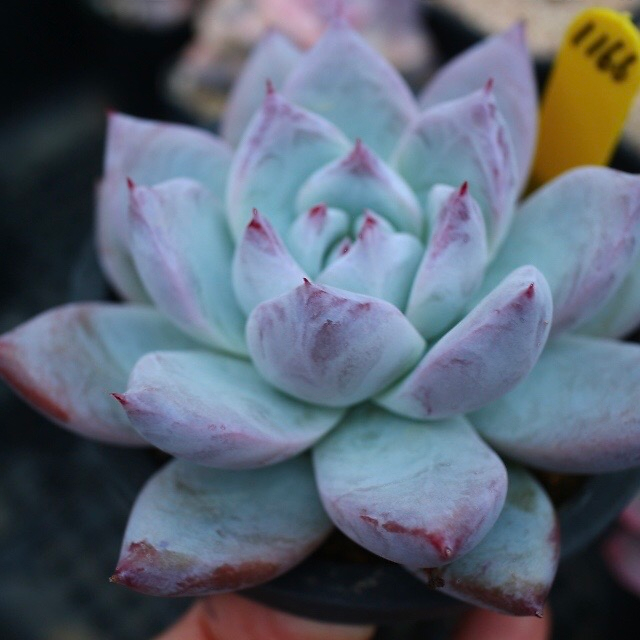 Echeveria Colorata Sp.