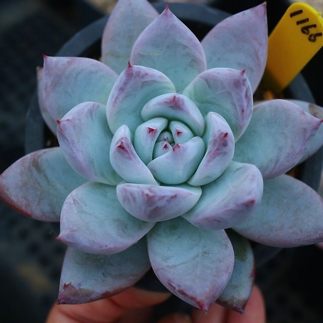 Echeveria Colorata Sp.