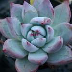 Echeveria Colorata Sp.