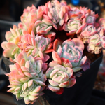 Echeveria Sanchez-Mejoradae
