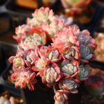 Echeveria Sanchez-Mejoradae