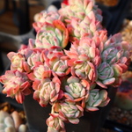 Echeveria Sanchez-Mejoradae