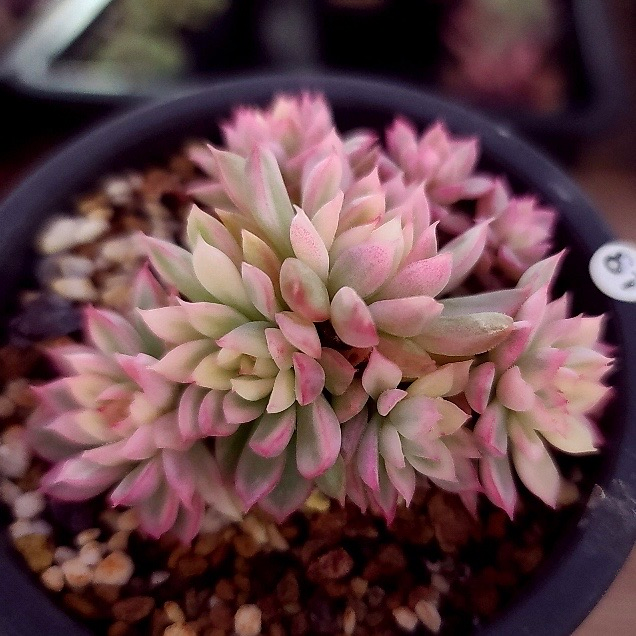 Echeveria Mebina, Variegata