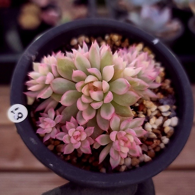 Echeveria Mebina, Variegata