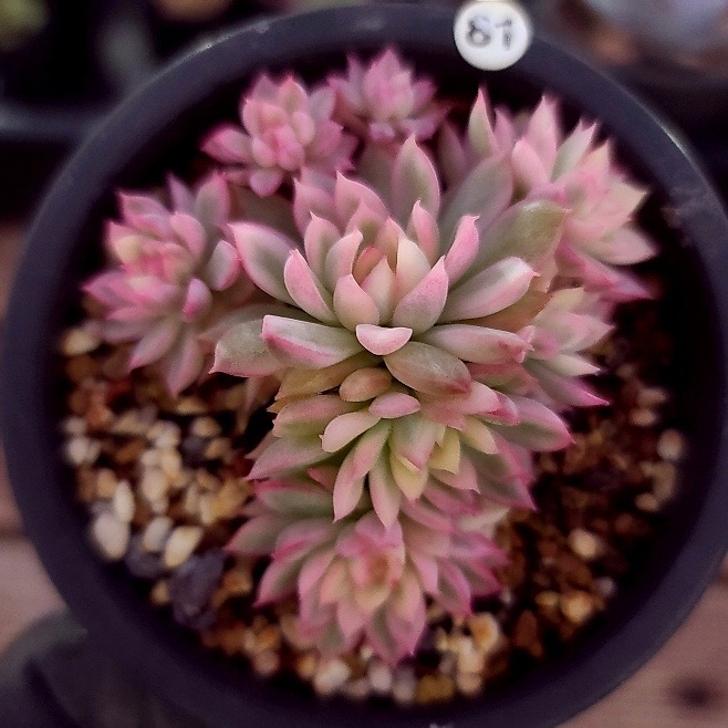 Echeveria Mebina, Variegata