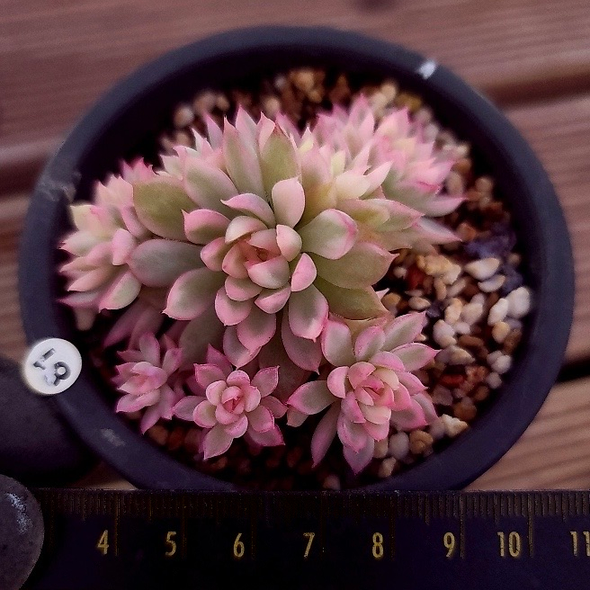 Echeveria Mebina, Variegata