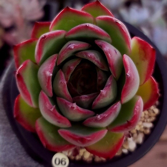 Echeveria Agaovides Amor