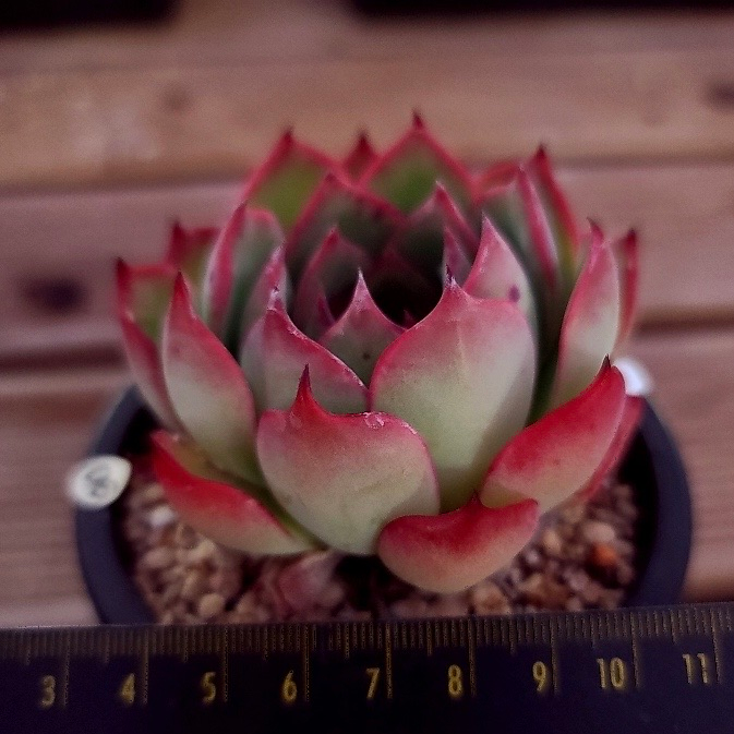 Echeveria Agaovides Amor