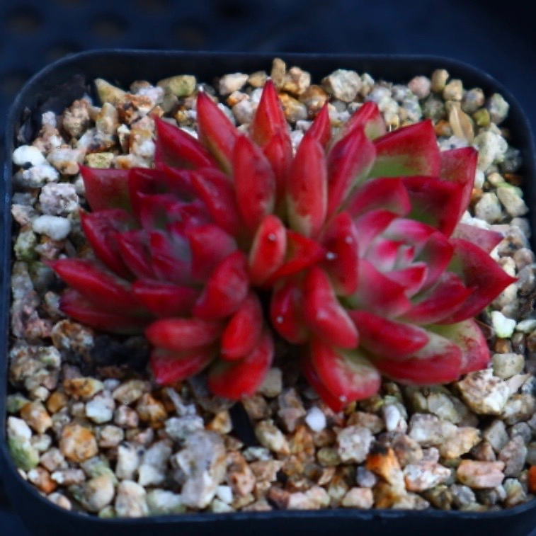 Echeveria Floriditi