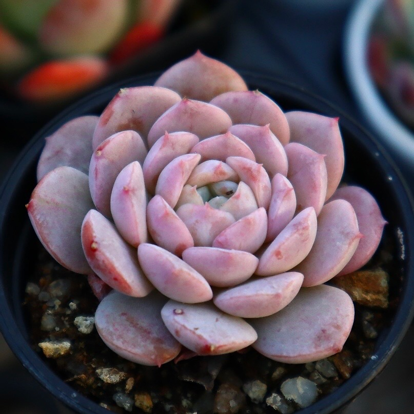 Echeveria Amazing Grace