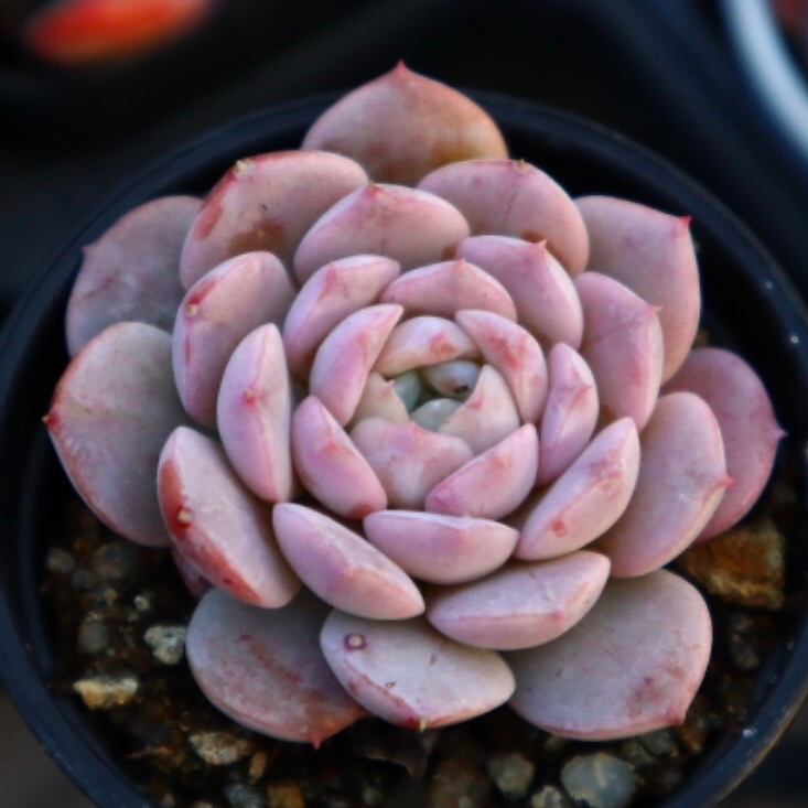 Echeveria Amazing Grace