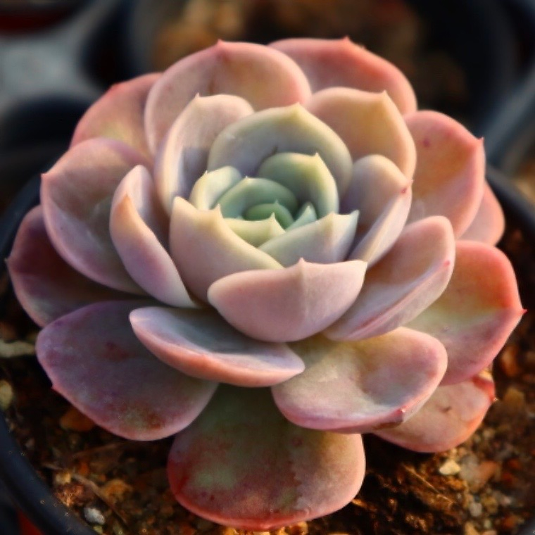 Echeveria Blue Suprise