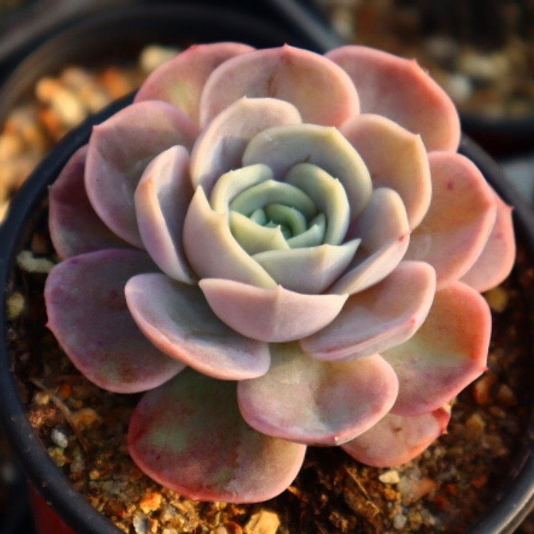 Echeveria Blue Suprise
