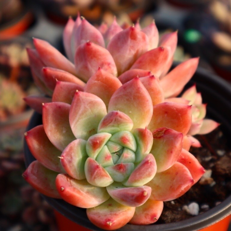 Echeveria Colby