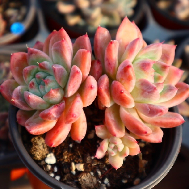 Echeveria Colby