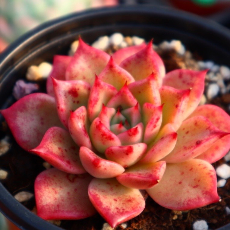 Echeveria Joy