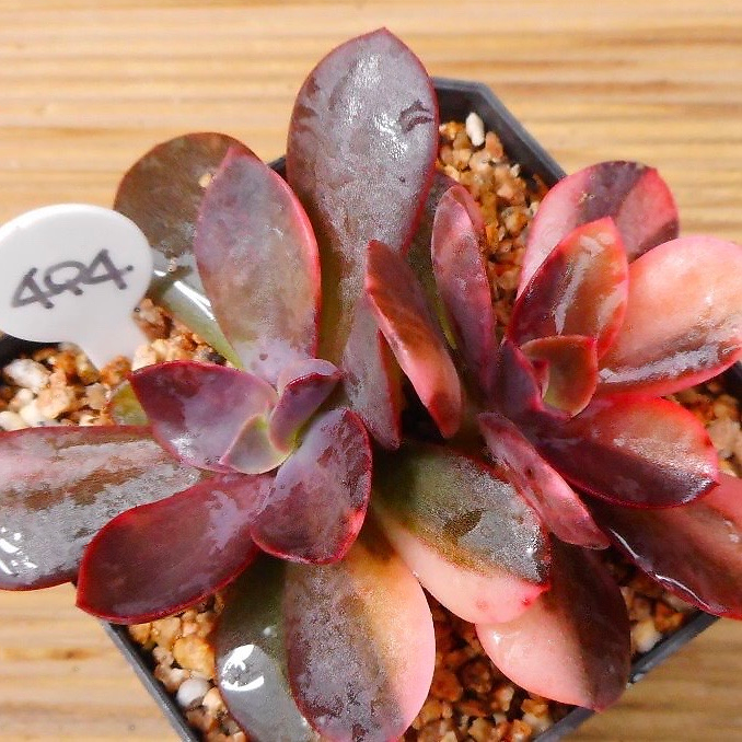 Echeveria Hanaikada, Variegata